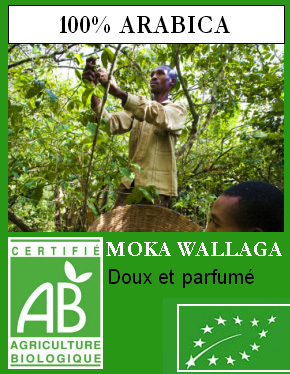 Caf� MOKA sauvage Wall�ga - Arabica Biologique
