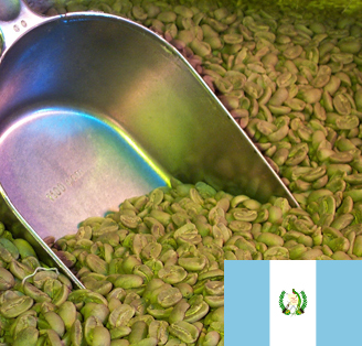 Caf� vert : Guatemala SHB (non torr�fi�)