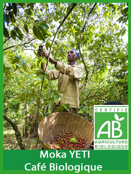 ETHIOPIE MOKA YETI - Certifi� Biologique x 12 kgs