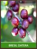 Caf� vert  : BRESIL DATERA - Caf� non torr�fi�