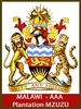 Caf� en Grains MALAWI AAA  Plantation MZUZU
