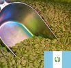 Caf� vert : Guatemala SHB (non torr�fi�)