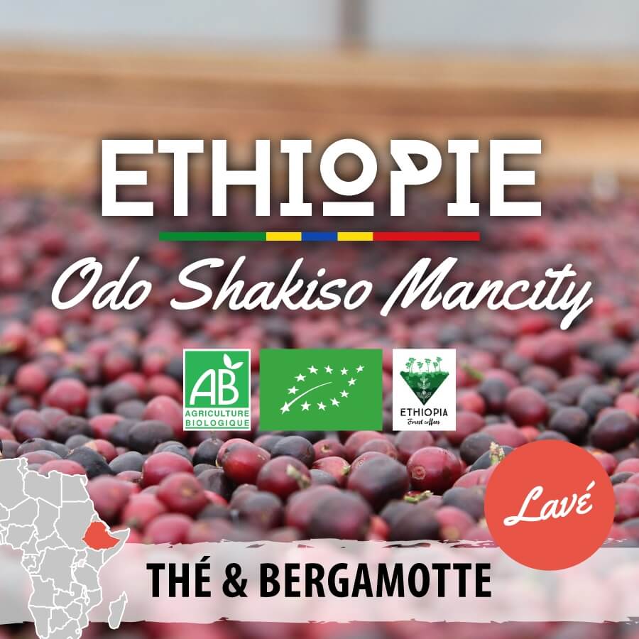 2022 03 10 ethiopie bio moka guji odo shakiso mancity version lavee
