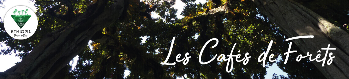 Les cafés de forets