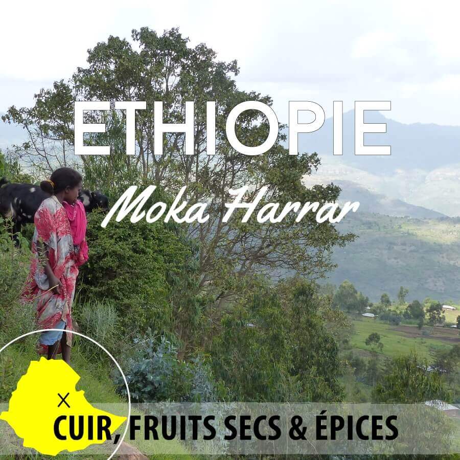 Café en grain ETHIOPIE - Mesela Grade 4 - Moka Harrar