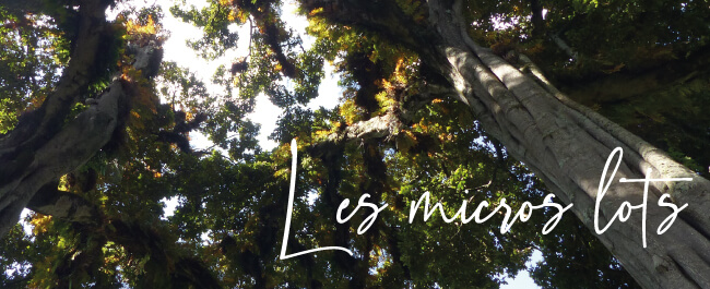 Les micros lots specialty coffee