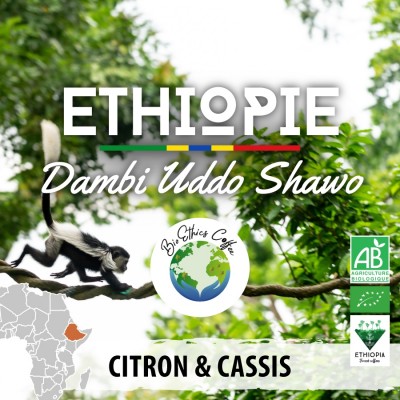 Café moulu BIO Éthiopie - Dambi Uddo Shawo